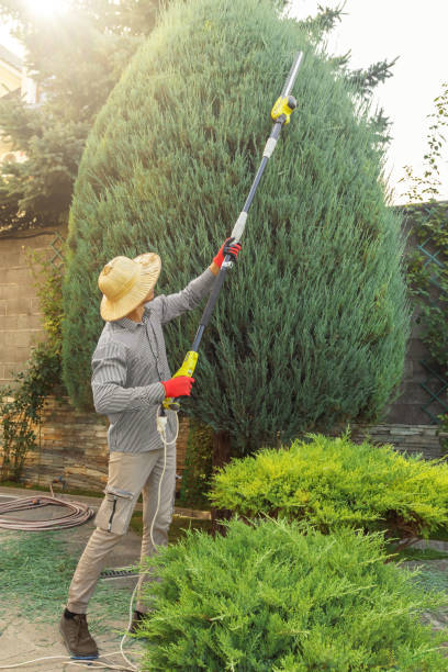 Best Seasonal Cleanup  in Willows, CA